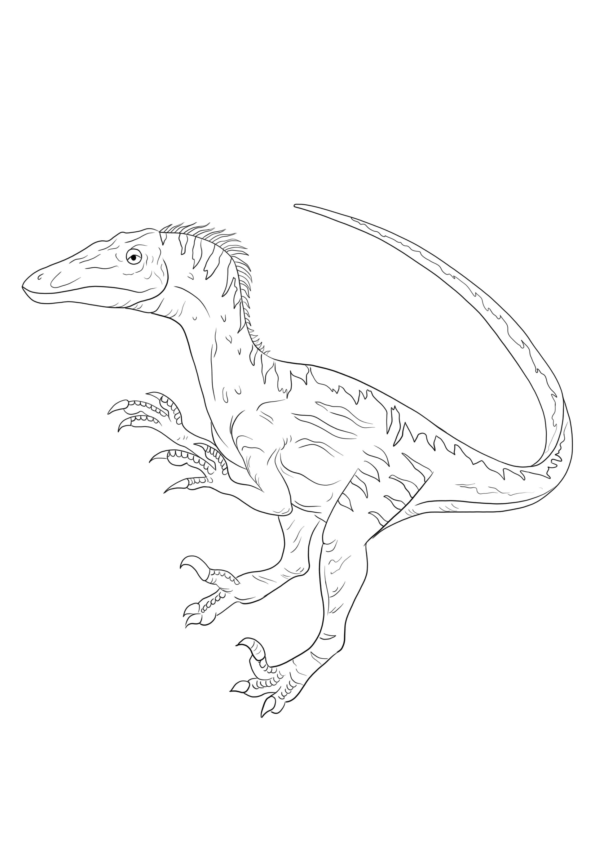 Velociraptor