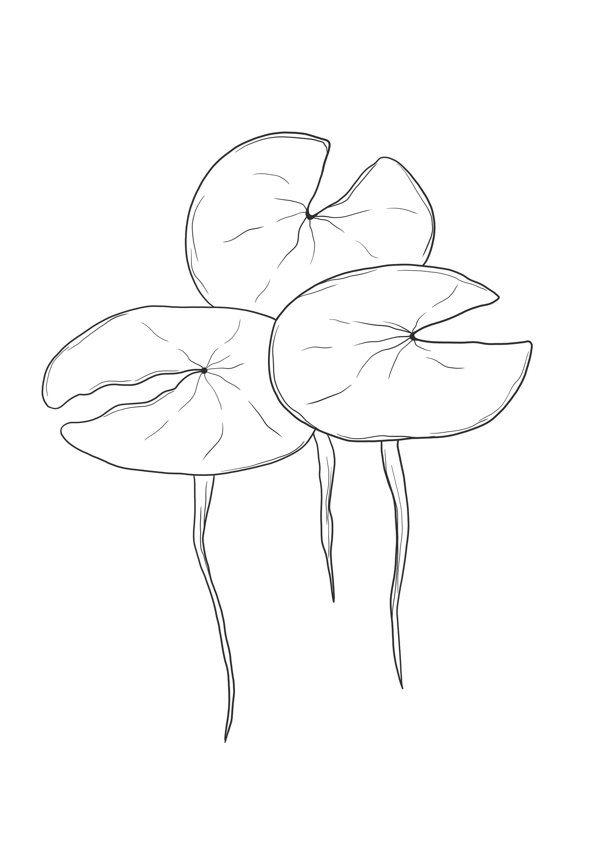 Water Lily pads free printable to color for kids of all ages