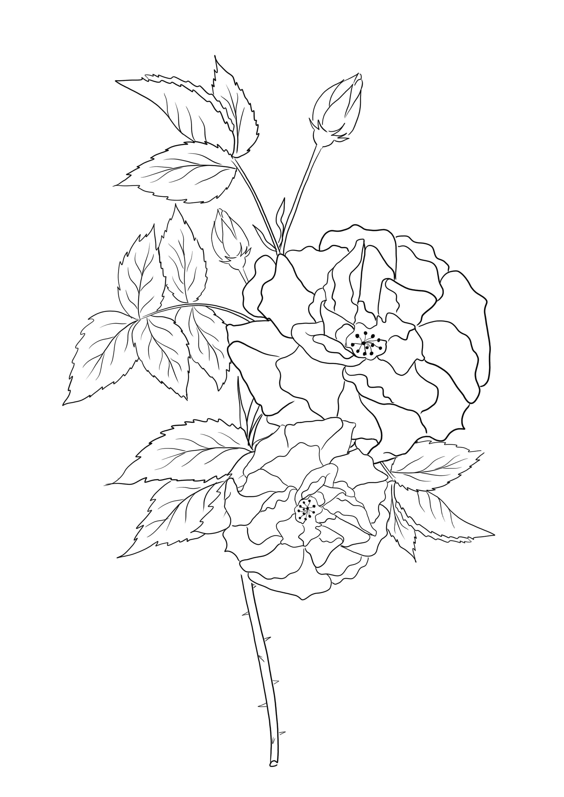 Wild roses branch