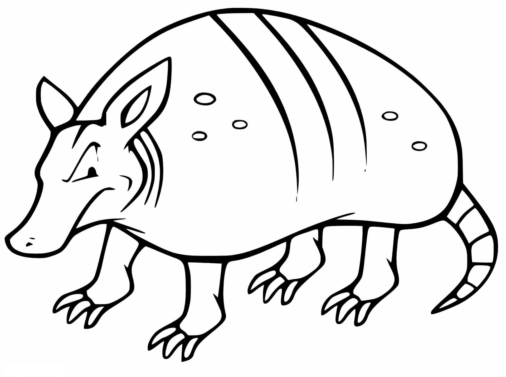 Angry Armadillo