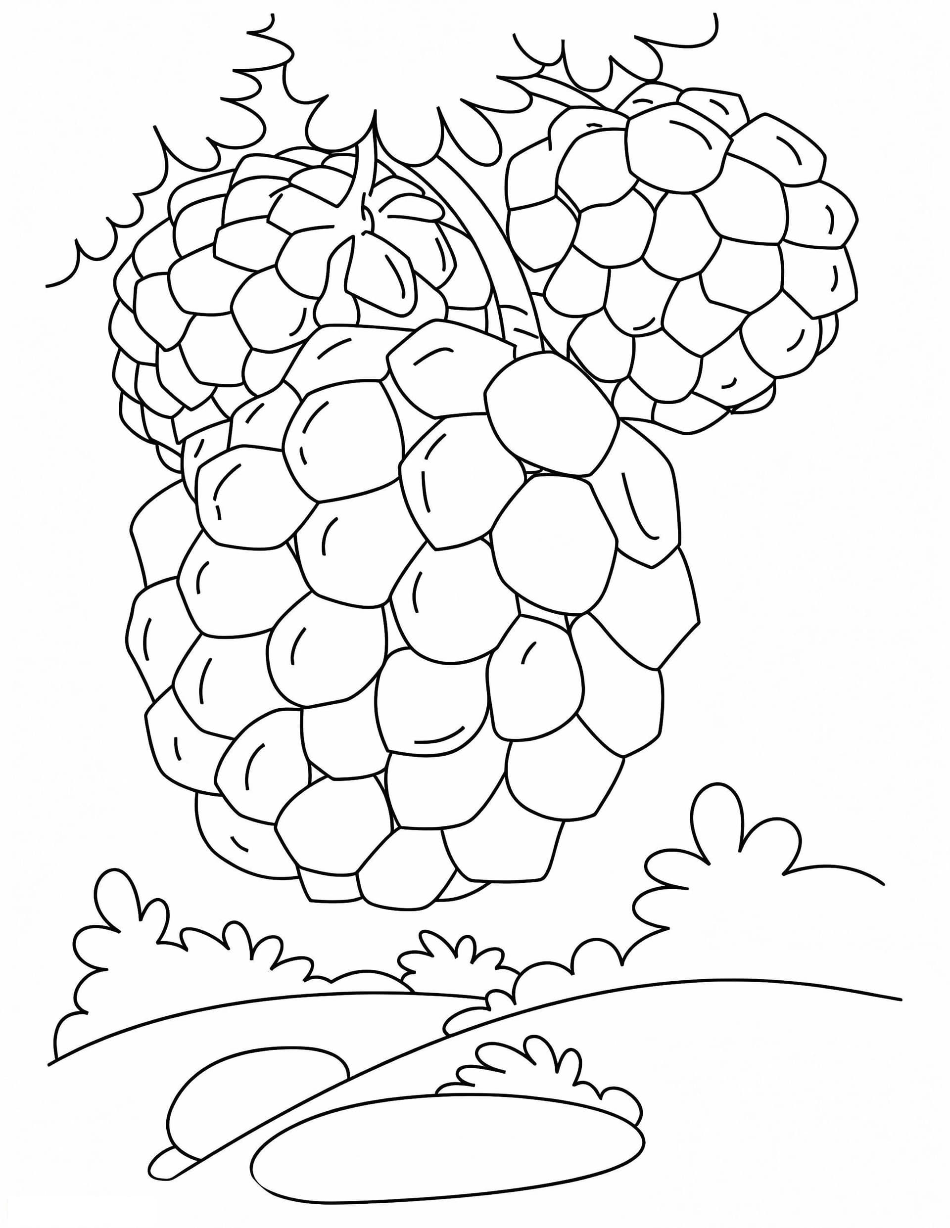 Three Custard Apples