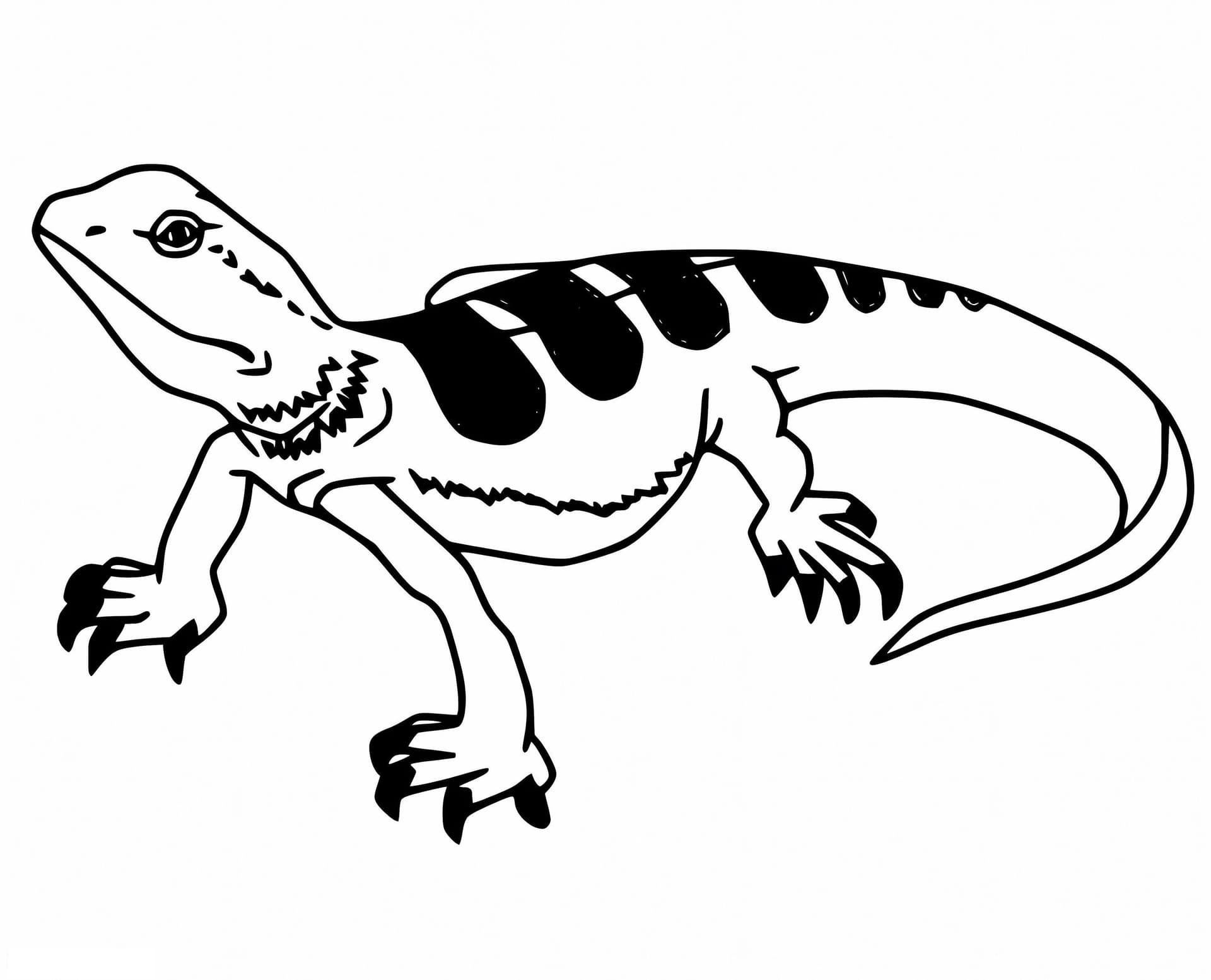 Skink Flash Card.pdf Printable Skink Coloring Page | Free Lizard PDF Download